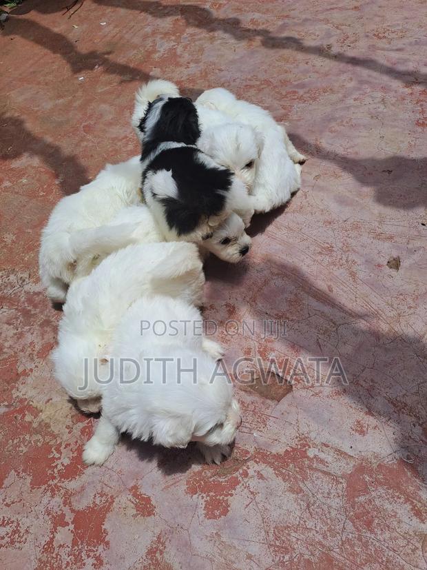 1-3 months Female Purebred Maltese - thumbnail 3