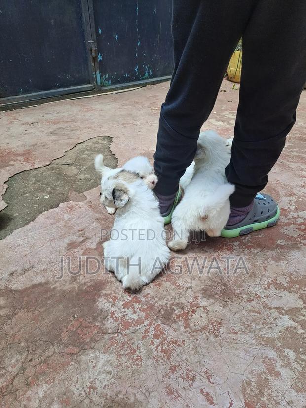 1-3 months Female Purebred Maltese - thumbnail 4