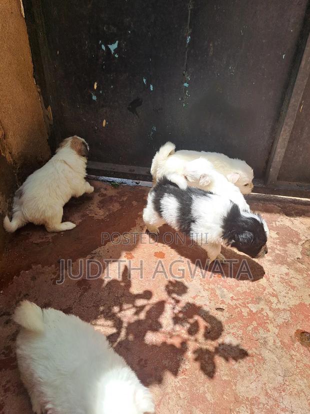 1-3 months Female Purebred Maltese - thumbnail 5