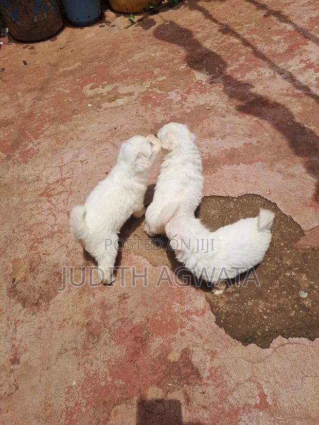 1-3 months Female Purebred Maltese - thumbnail 6