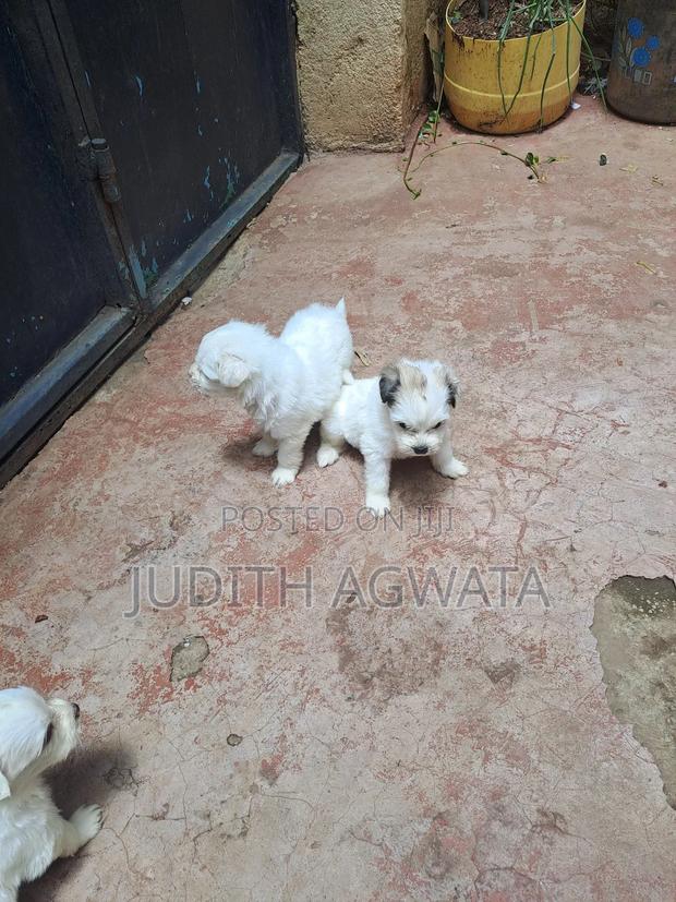 1-3 months Female Purebred Maltese - thumbnail 7