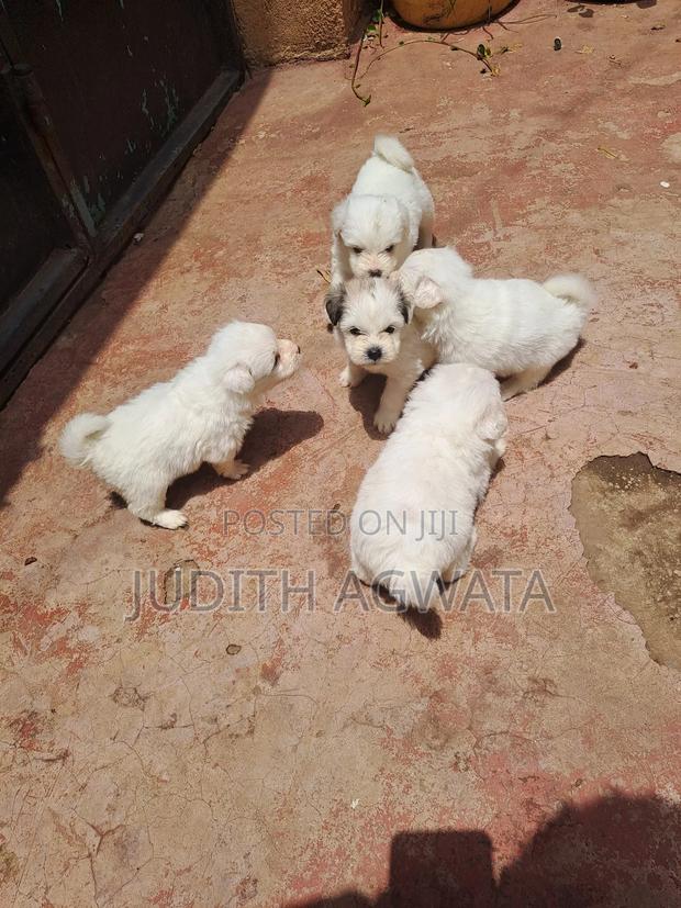 1-3 months Female Purebred Maltese - thumbnail 8