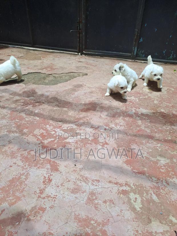 1-3 months Female Purebred Maltese - thumbnail 9