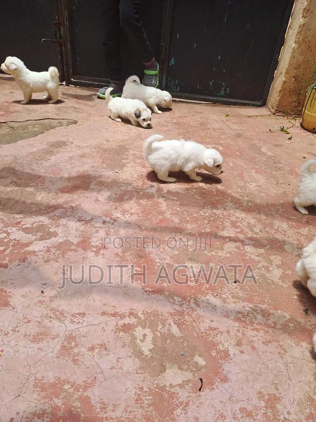 1-3 months Female Purebred Maltese - thumbnail 10