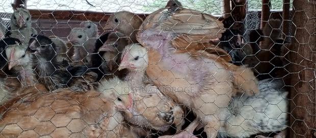 Kenbro 1 Month Old - thumbnail 2