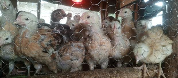 Kenbro 1 Month Old - thumbnail 3