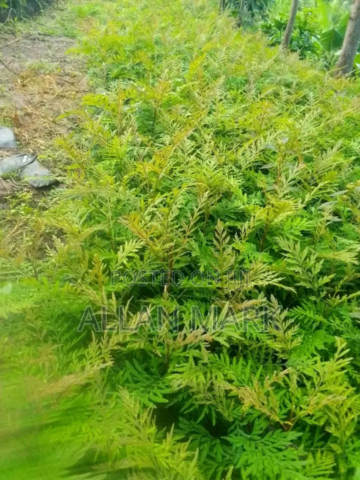 Quality And Affordable Fruit Seedling For Sale