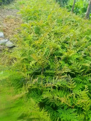Quality And Affordable Fruit Seedling For Sale