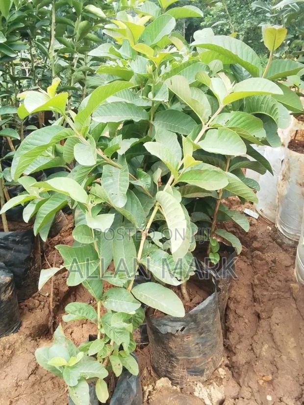 Quality And Affordable Fruit Seedling For Sale - thumbnail 4