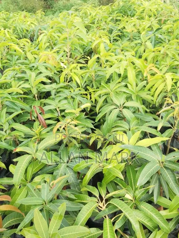 Quality And Affordable Fruit Seedling For Sale - thumbnail 5