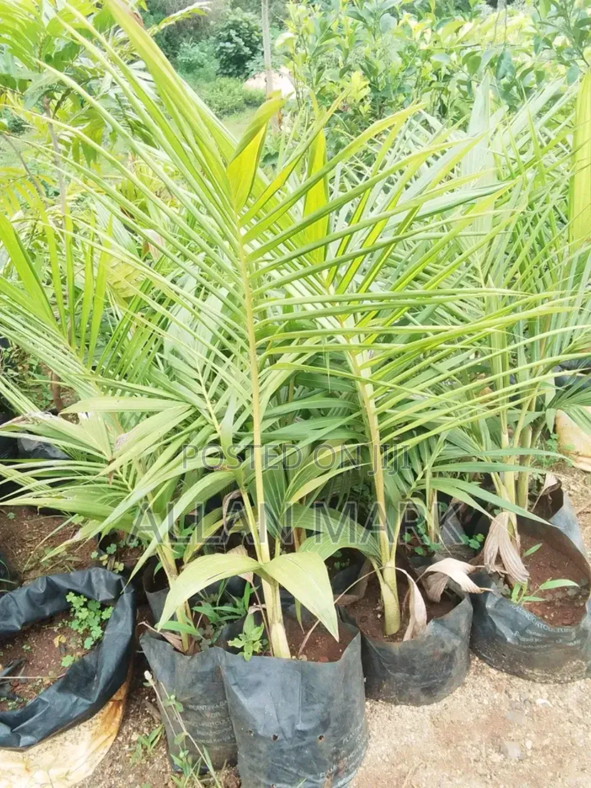 Quality And Affordable Fruit Seedling For Sale