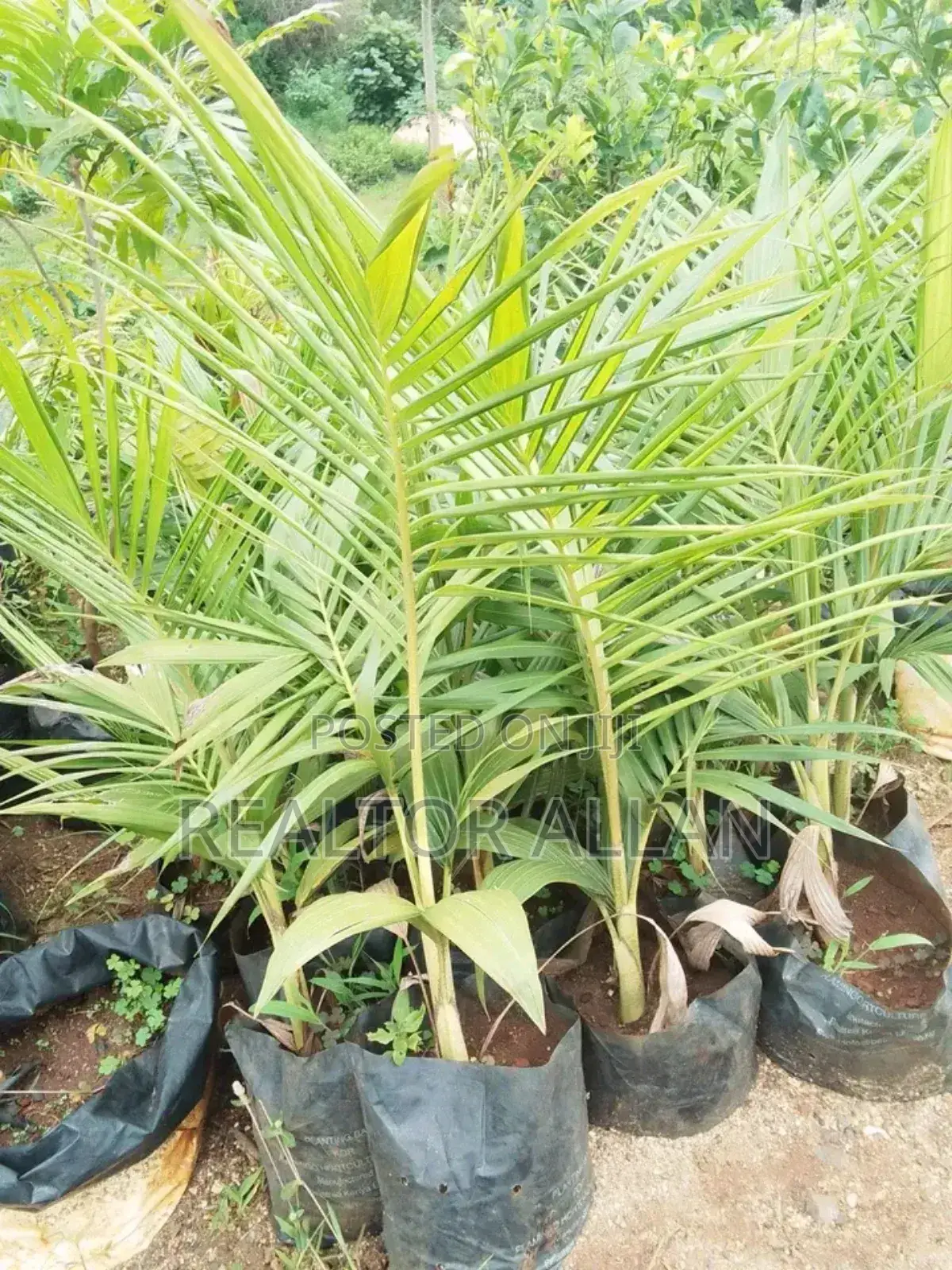 Quality And Affordable Fruit Seedling For Sale