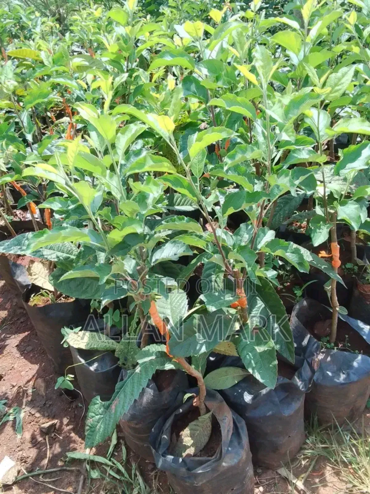 Quality And Affordable Fruit Seedling For Sale