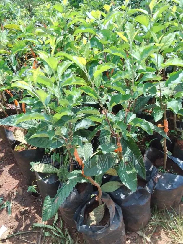 Quality And Affordable Fruit Seedling For Sale - thumbnail 8