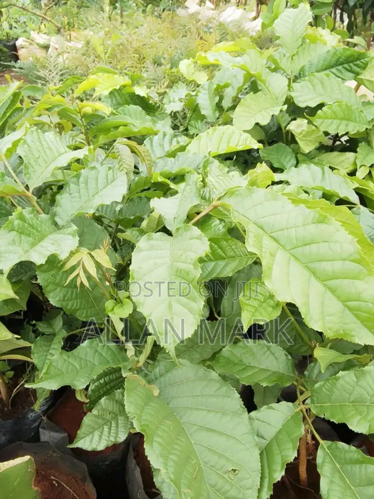 Quality And Affordable Fruit Seedling For Sale