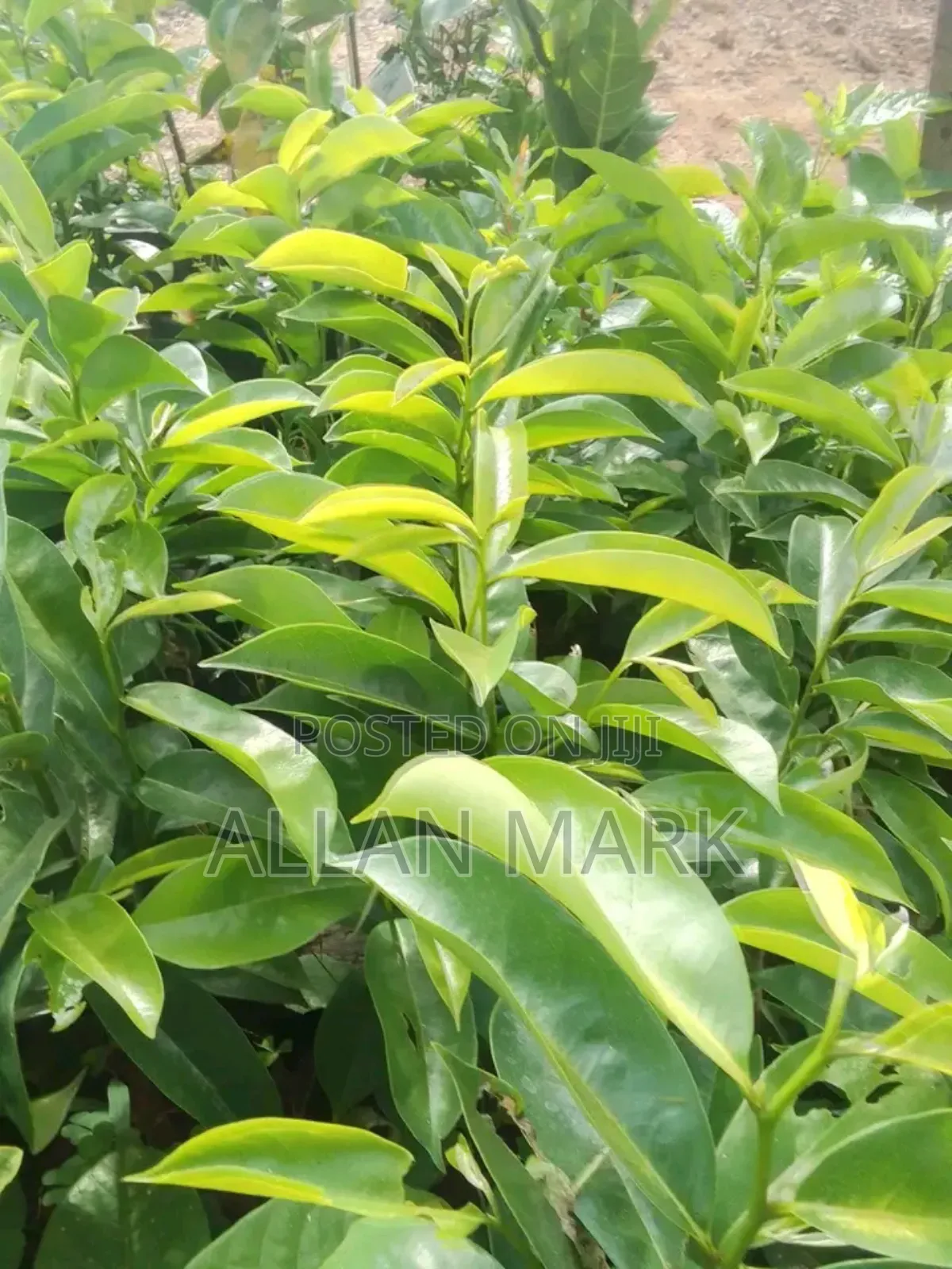 Quality And Affordable Fruit Seedling For Sale
