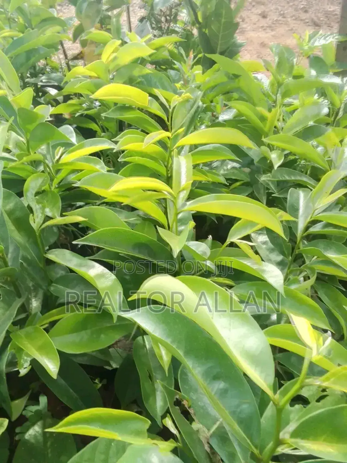 Quality And Affordable Fruit Seedling For Sale