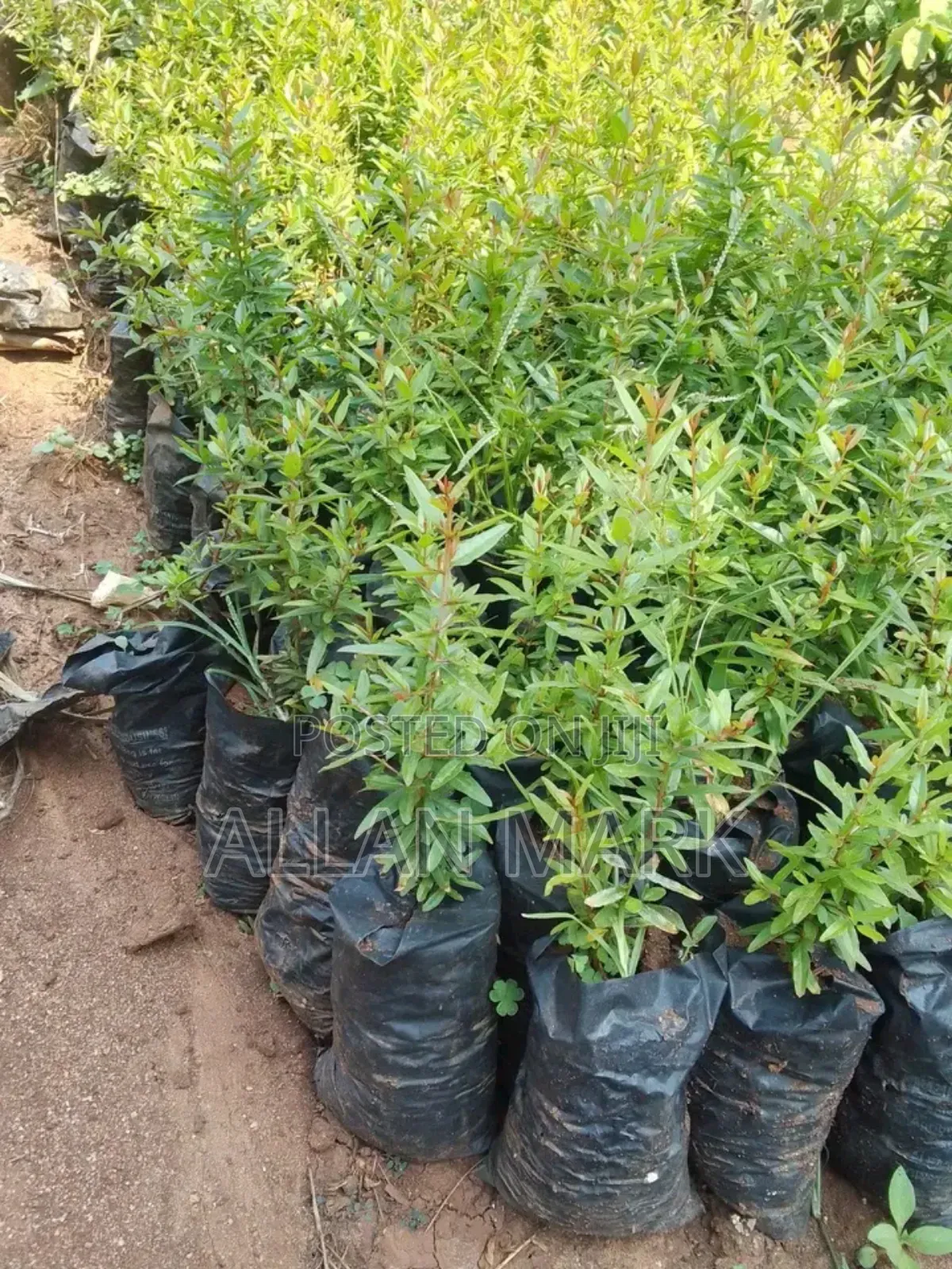 Quality And Affordable Fruit Seedling For Sale