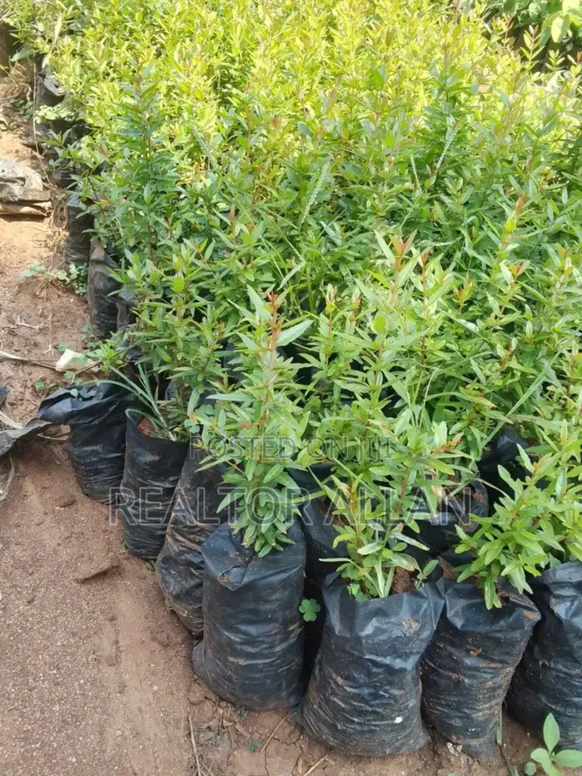 Quality And Affordable Fruit Seedling For Sale