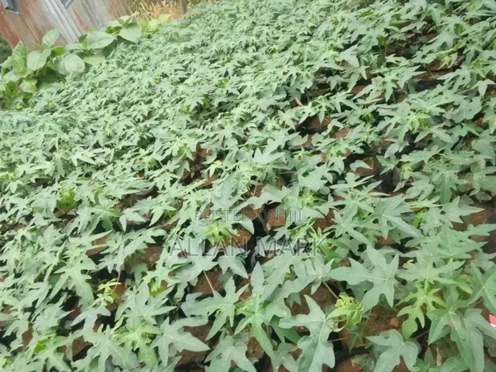 Quality And Affordable Fruit Seedling For Sale