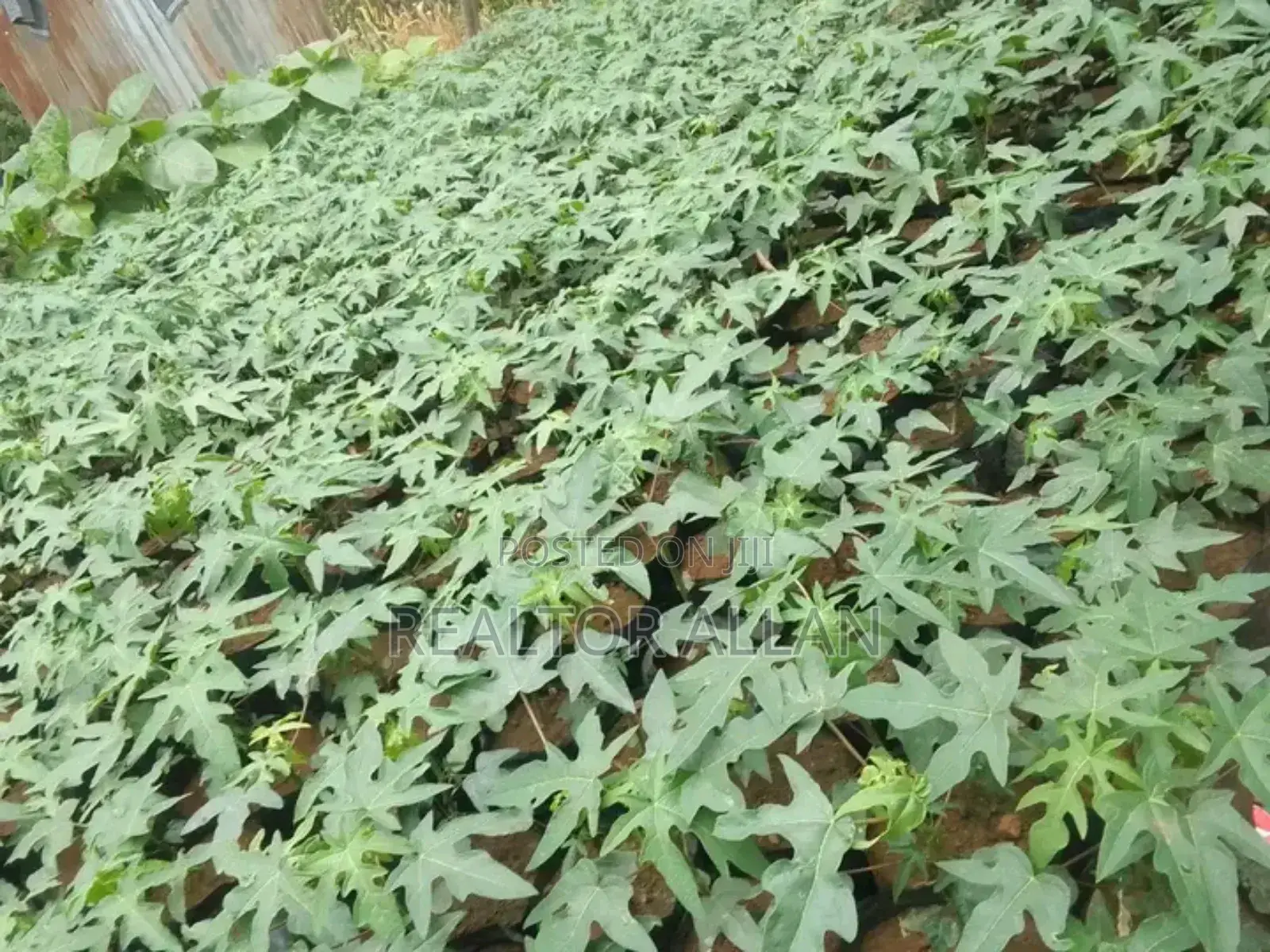 Quality And Affordable Fruit Seedling For Sale
