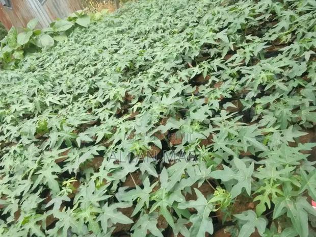 Quality And Affordable Fruit Seedling For Sale - thumbnail 12