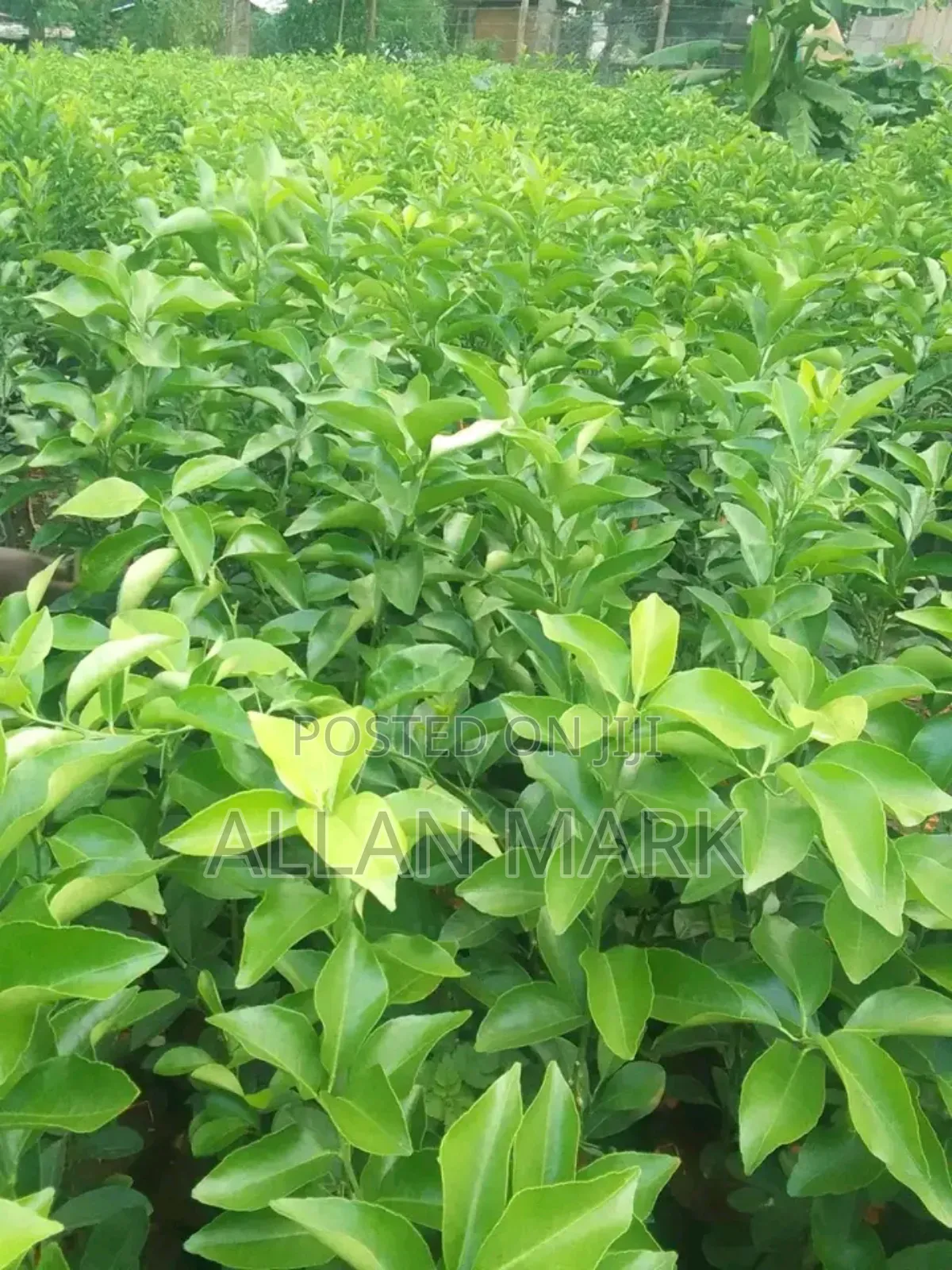 Quality And Affordable Fruit Seedling For Sale