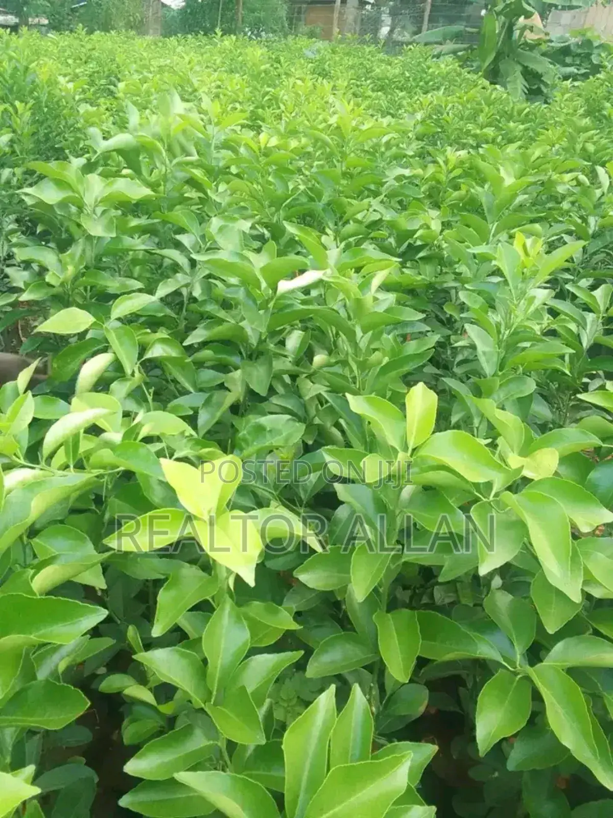Quality And Affordable Fruit Seedling For Sale