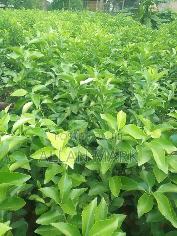 Quality And Affordable Fruit Seedling For Sale - thumbnail 14