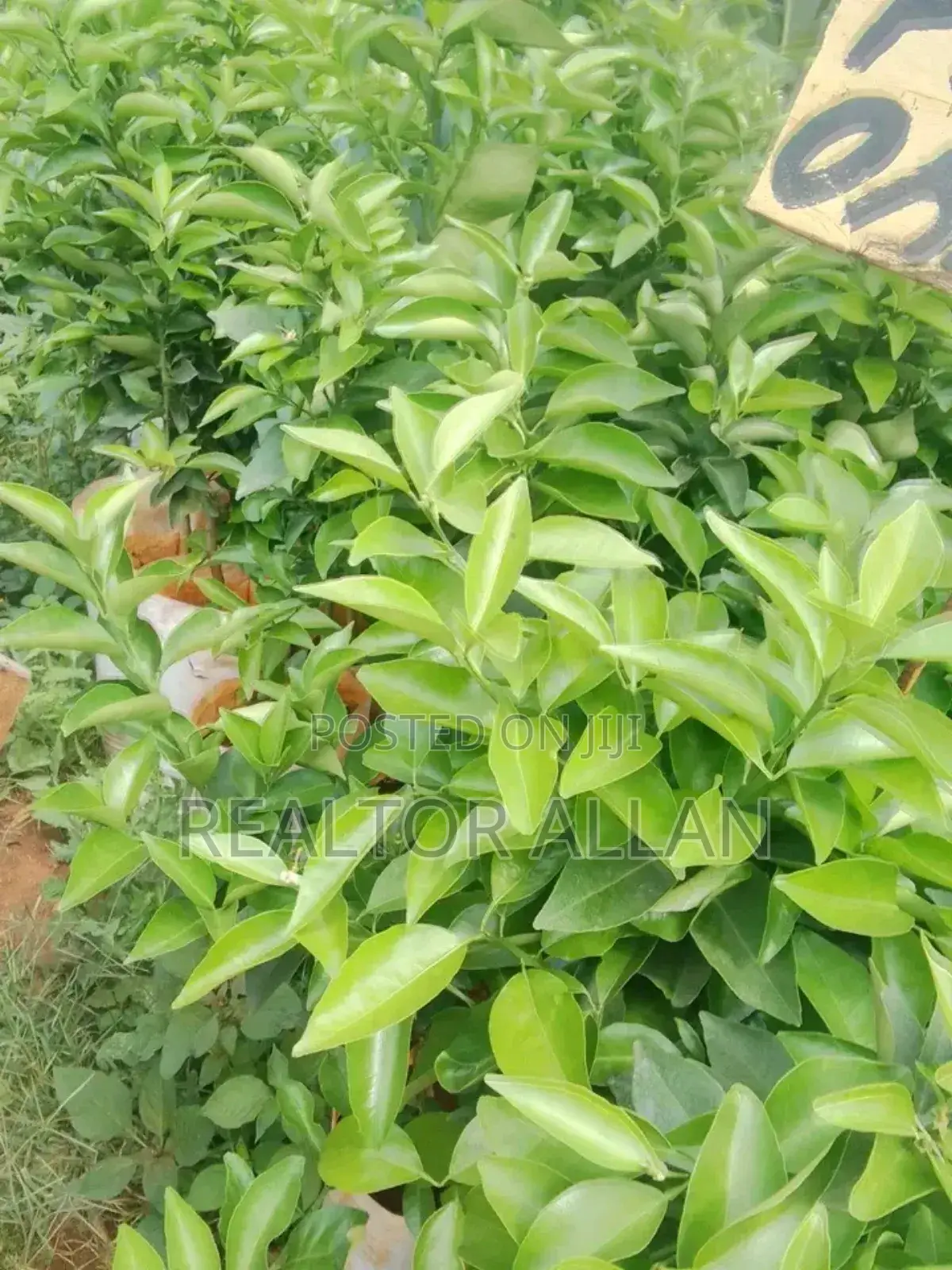 Quality And Affordable Fruit Seedling For Sale