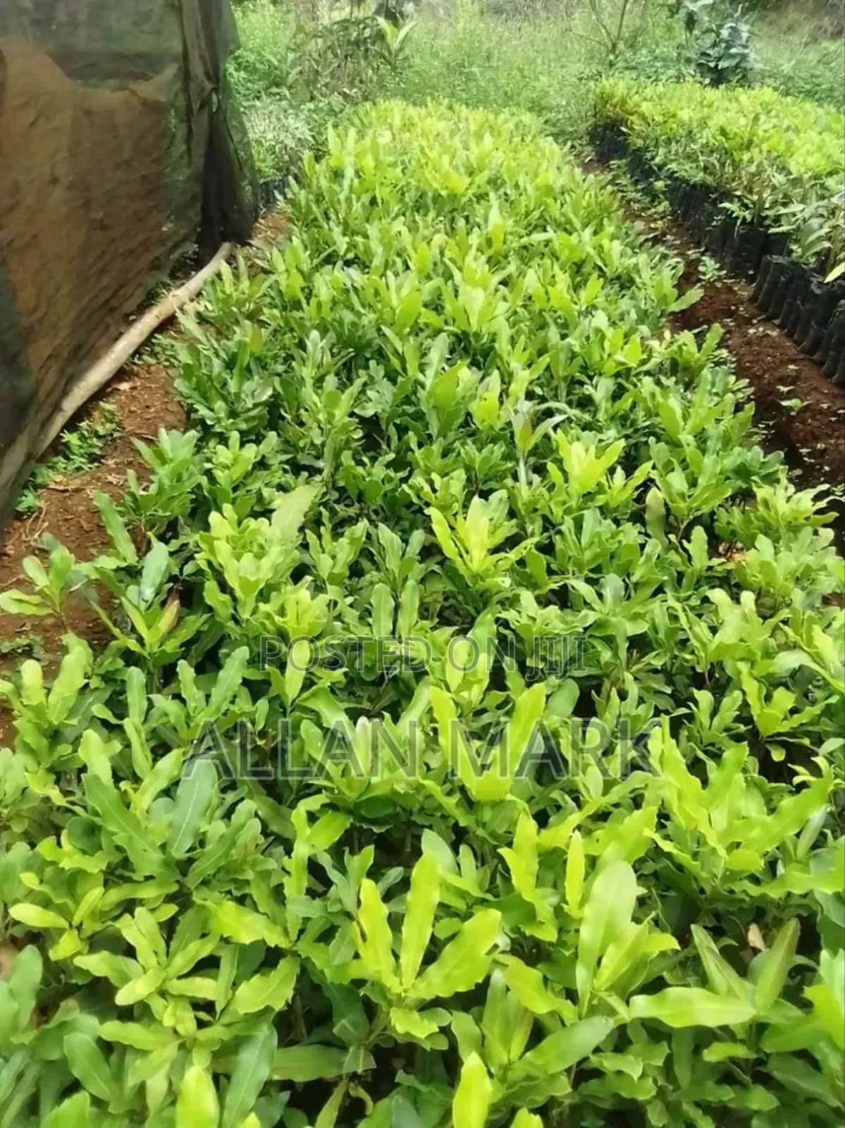 Quality And Affordable Fruit Seedling For Sale