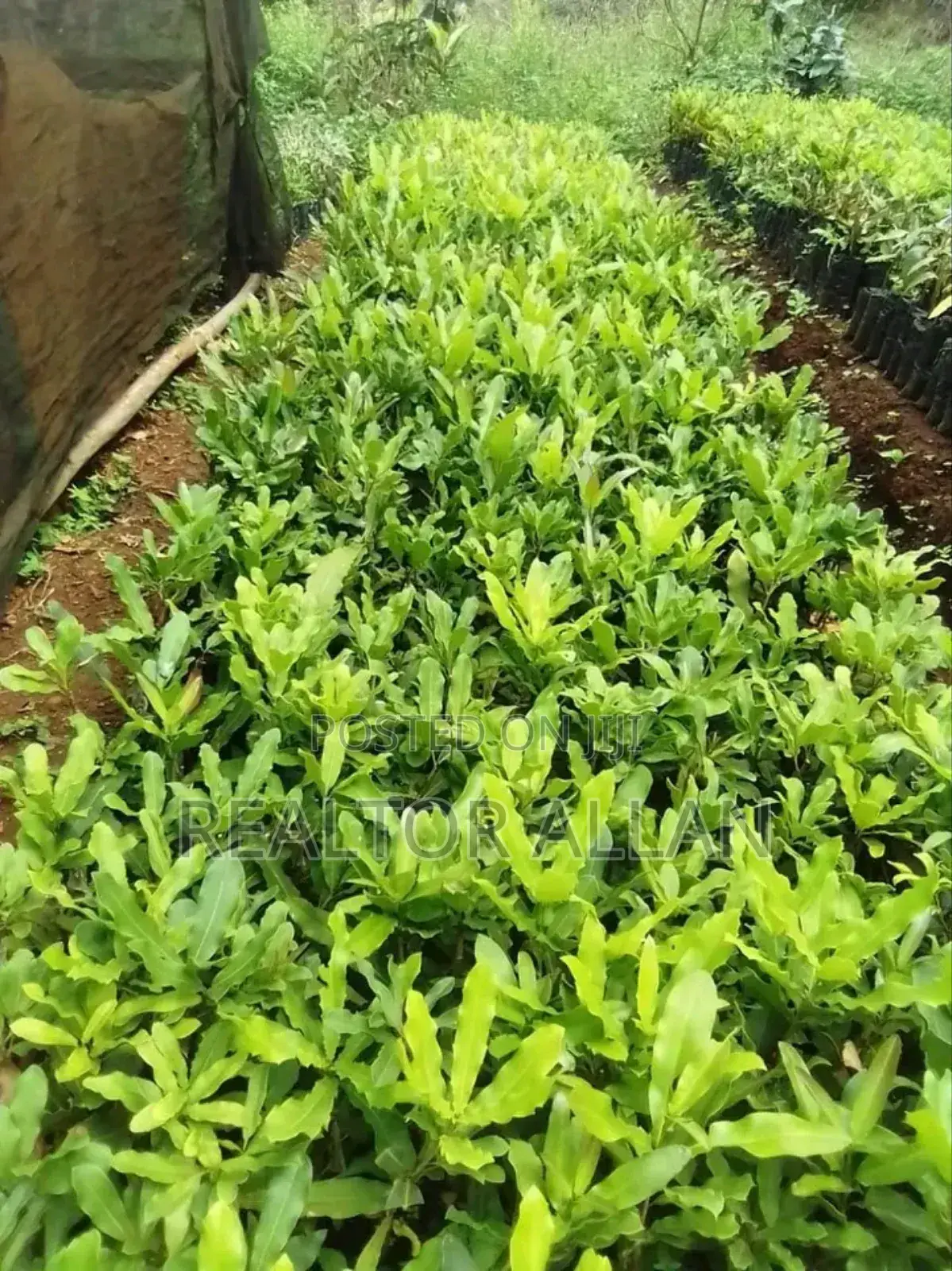 Quality And Affordable Fruit Seedling For Sale