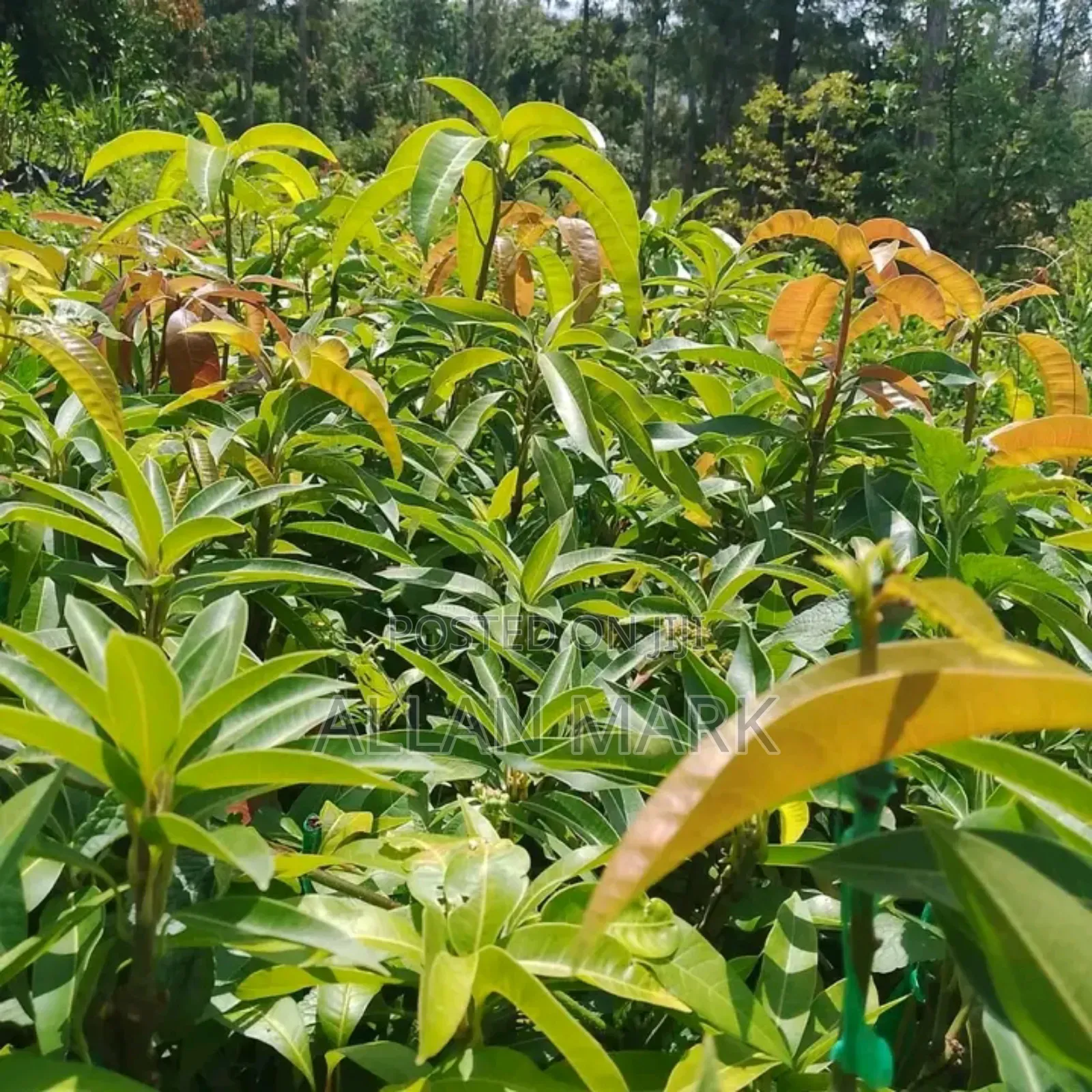 Quality And Affordable Fruit Seedling For Sale