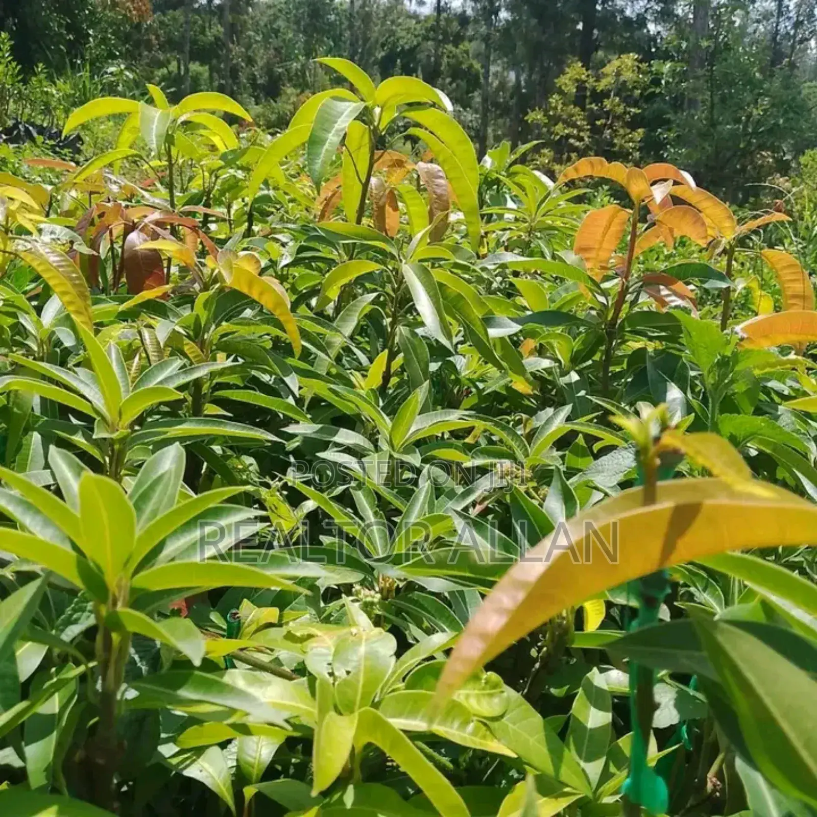 Quality And Affordable Fruit Seedling For Sale