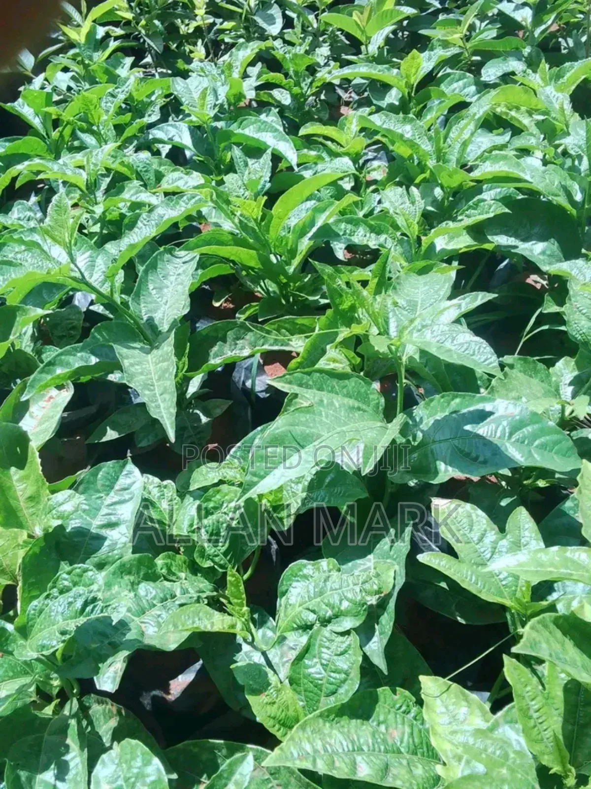 Quality And Affordable Fruit Seedling For Sale