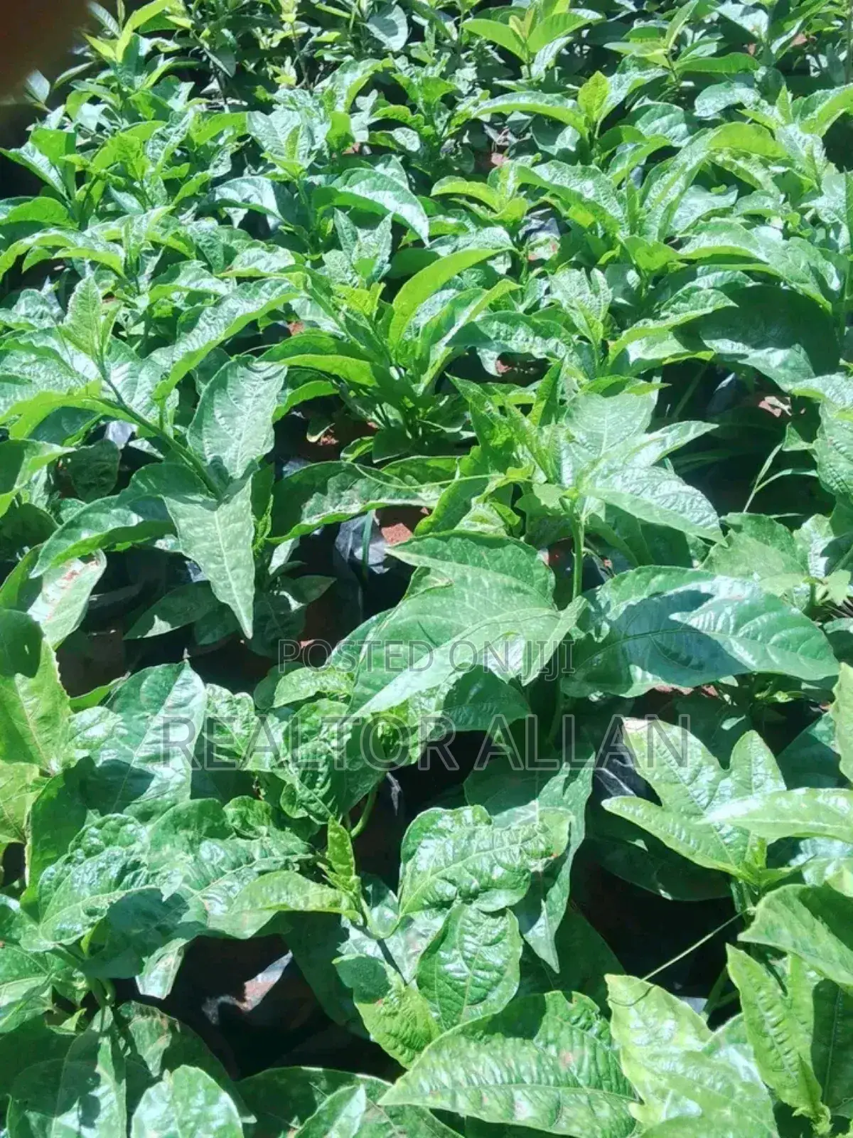 Quality And Affordable Fruit Seedling For Sale