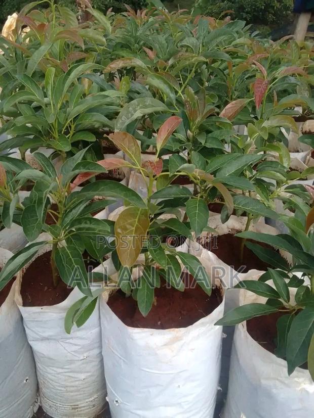 Quality And Affordable Fruit Seedling For Sale - thumbnail 21