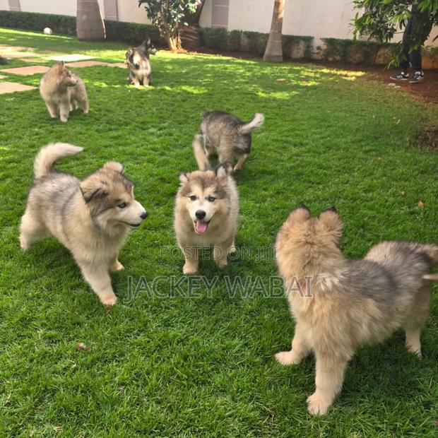 3-6 months Female Purebred Alaskan Malamute