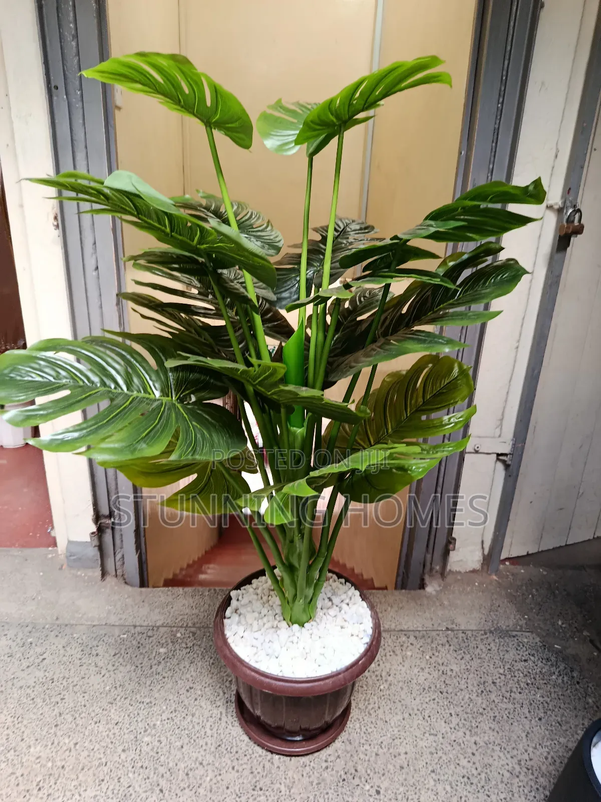 Big Indoor/Outdoor Monstera Plant