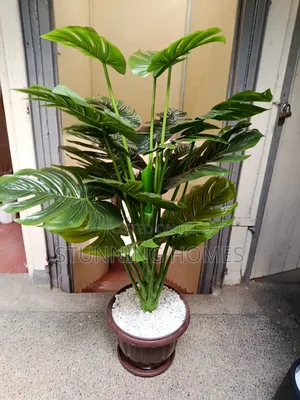 Big Indoor/Outdoor Monstera Plant