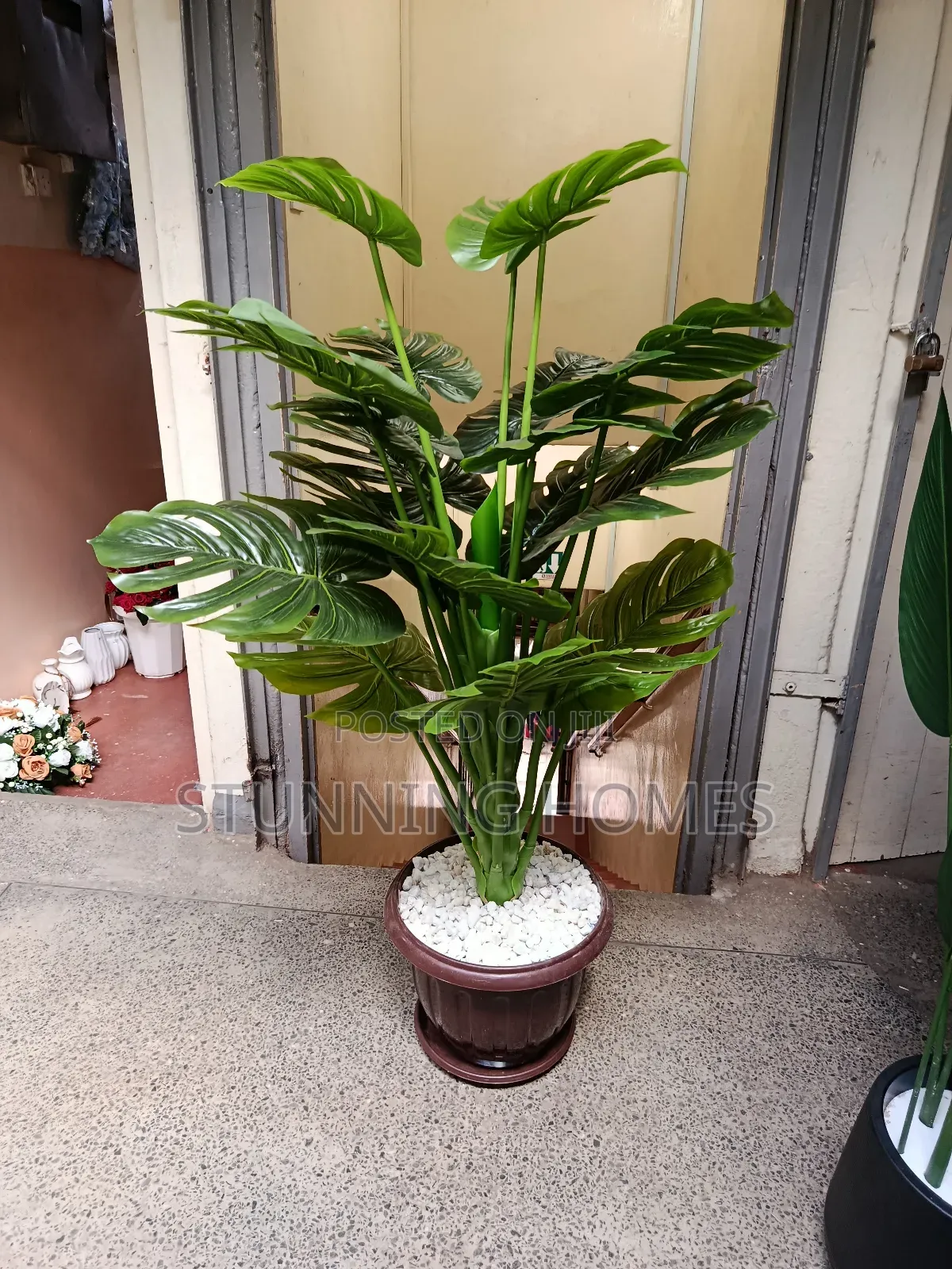 Big Indoor/Outdoor Monstera Plant
