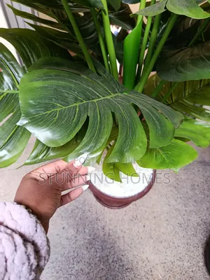 Big Indoor/Outdoor Monstera Plant