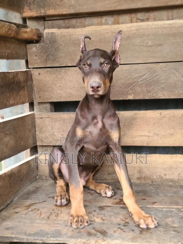 1-3 months Male Purebred Doberman Pinscher