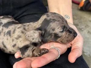 1-3 months Female Purebred Dachshund