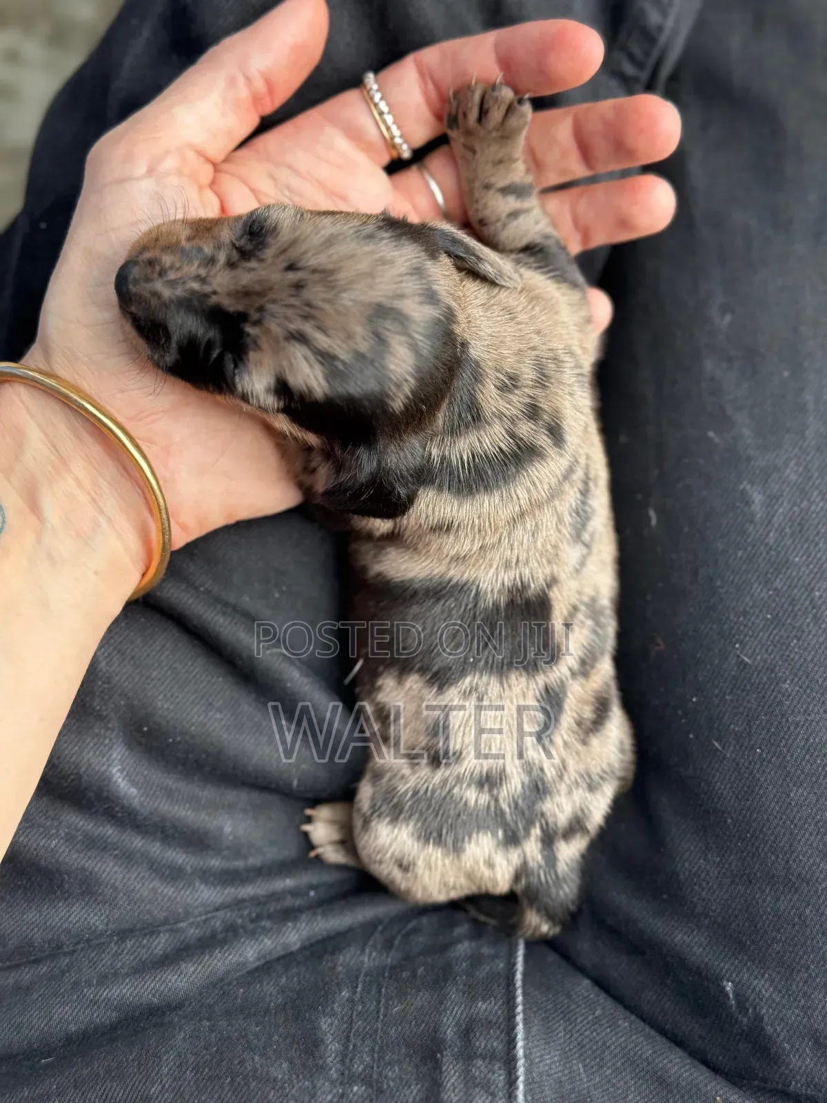 1-3 months Female Purebred Dachshund