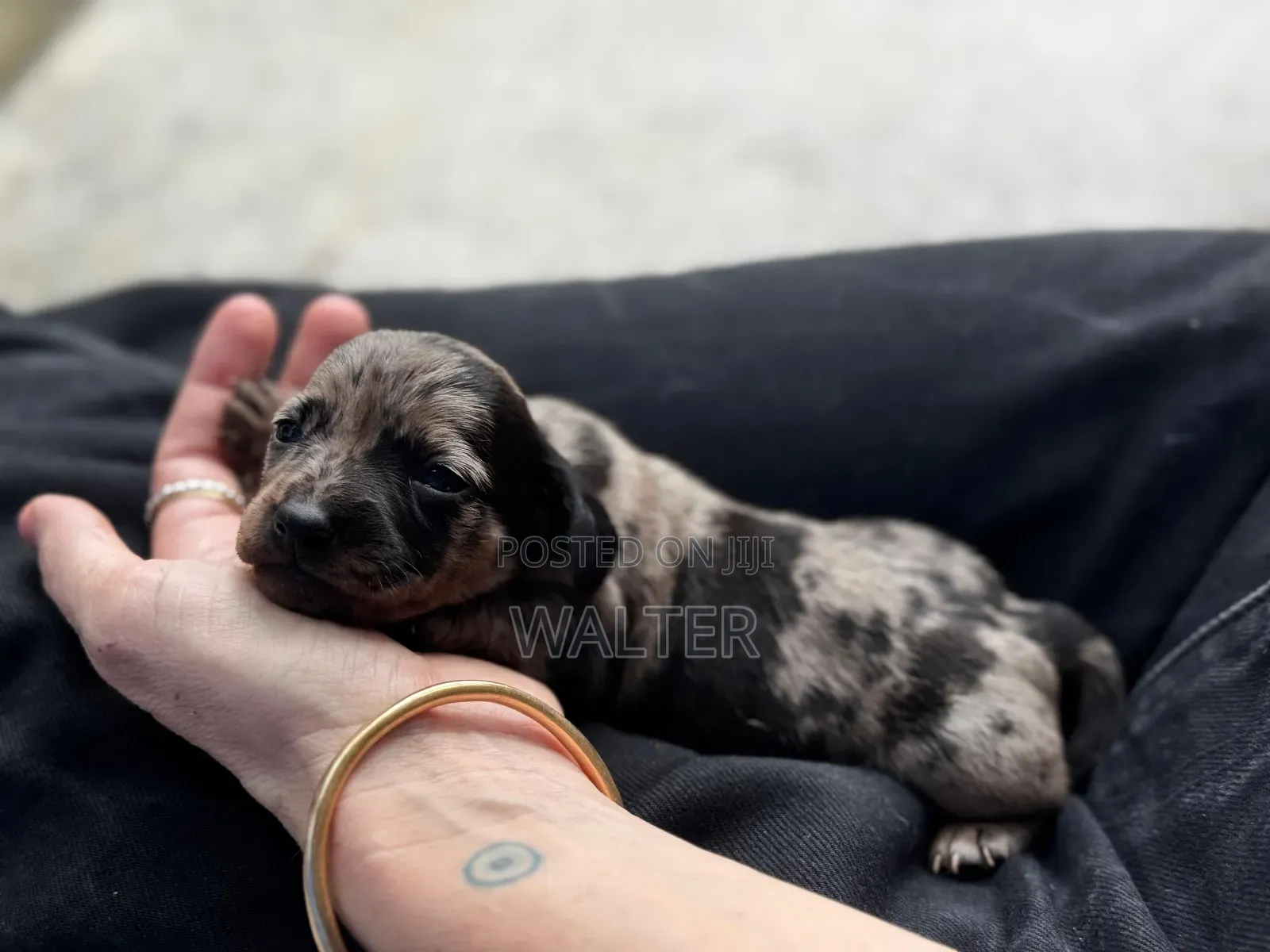 1-3 months Female Purebred Dachshund