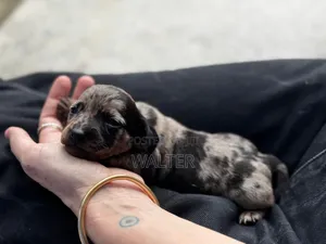1-3 months Female Purebred Dachshund