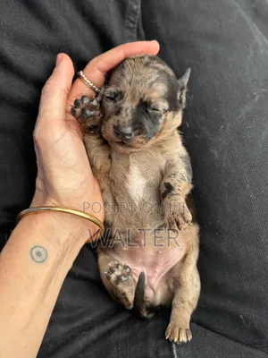 1-3 months Female Purebred Dachshund