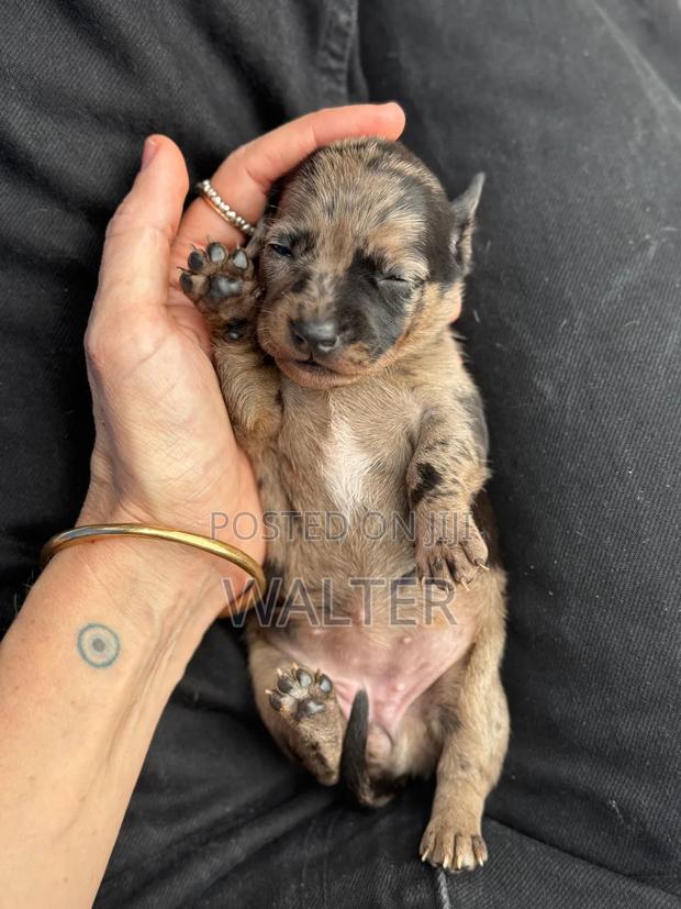 1-3 months Female Purebred Dachshund - thumbnail 5