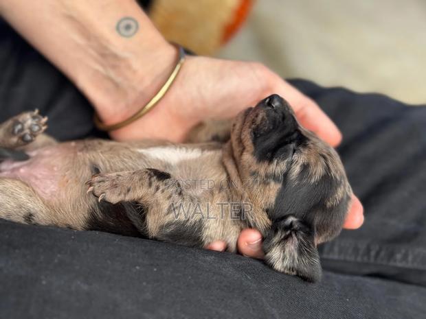1-3 months Female Purebred Dachshund - thumbnail 6